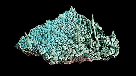 Chrysocolle Chrysocolle
